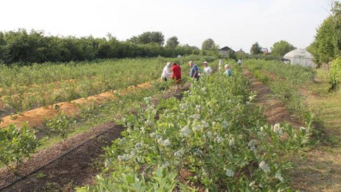 Düzce’de hasadı başladı. Fındığa alternatif olarak tüketiliyor