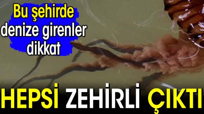 Bu şehirde denize girenler dikkat! Hepsi zehirli çıktı