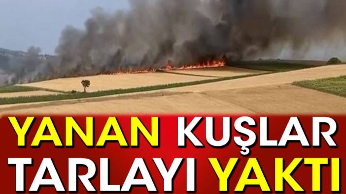 Yanan kuşlar tarlayı yaktı