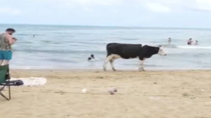 Sıcaklardan bunalan inekler Kilyos halk plajında serinledi