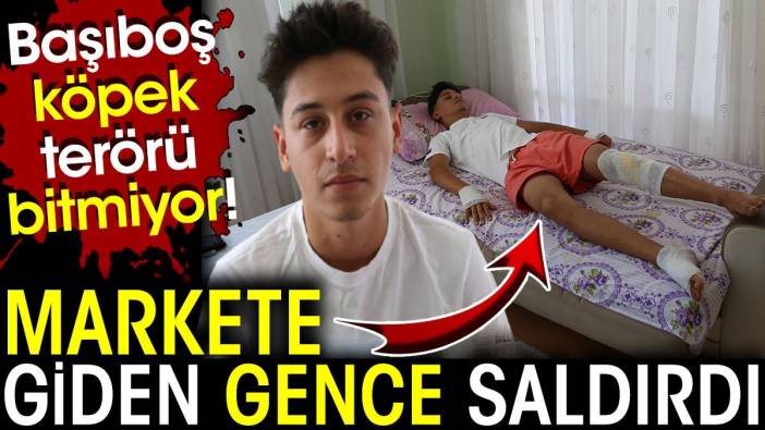 Başıboş köpek terörü bitmiyor! Markete giden gence saldırdı