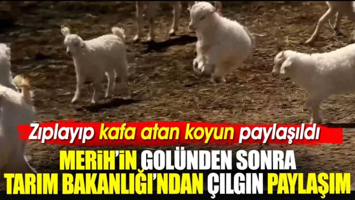 Merih'in golünden sonra Tarım Bakanlığı'ndan çılgın paylaşım. Zıplayıp kafa atan koyun paylaşıldı