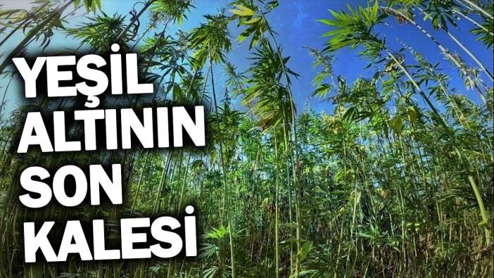 ‘Yeşil altın' kenevirin son kalesi ‘Samsun'