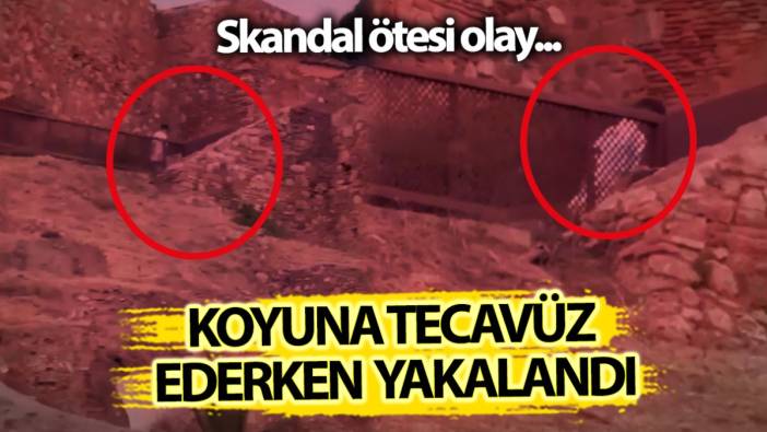 Koyuna tecavüz ederken yakalandı! Skandal ötesi olay