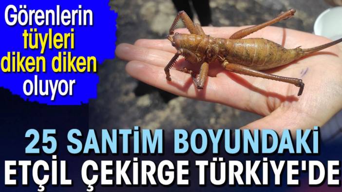 25 santim boyundaki etçil çekirge Türkiye'de. Görenlerin tüyleri diken diken oluyor