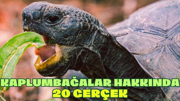 Kaplumbağalar hakkında 20 gerçek