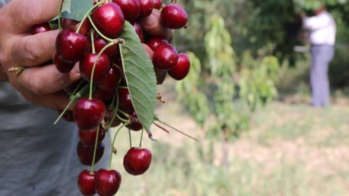 Eldivan kirazında 400 ton rekolte bekleniyor. 200 tonu sanayi 200 ton sofralık