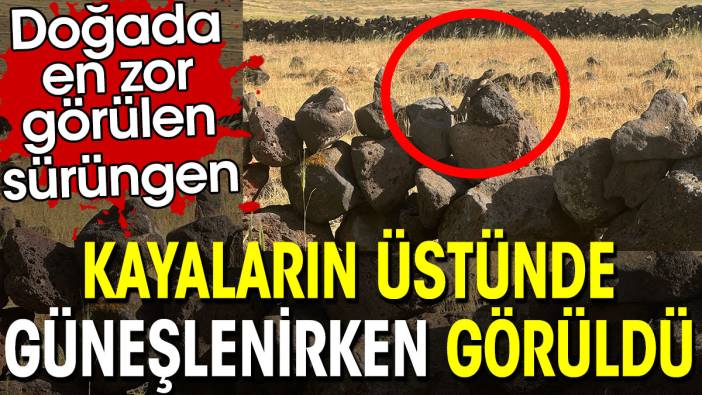 Kayaların üstünde güneşlenirken görüldü. Doğada en zor görülen sürüngen