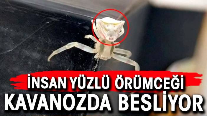 İnsan yüzlü örümceği kavanozda besliyor