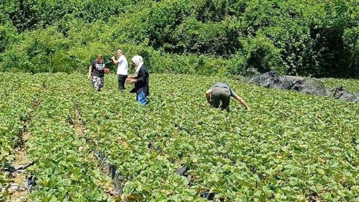 Türkiye'de ilk defa ekildi. Hasadını müşteri yapıyor