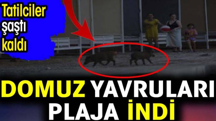 Domuz yavruları plaja indi tatilciler şaştı kaldı