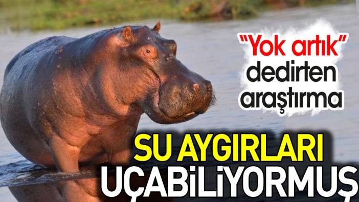 Su aygırları uçabiliyormuş. 'Yok artık' dedirten araştırma