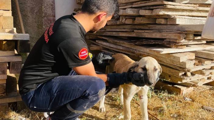 Yavru köpek kurtarıldı