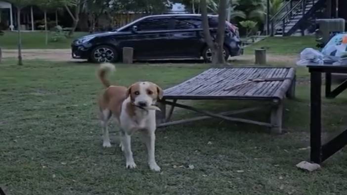 Yiyecek bir şey almak için yaprak veren köpek güldürdü