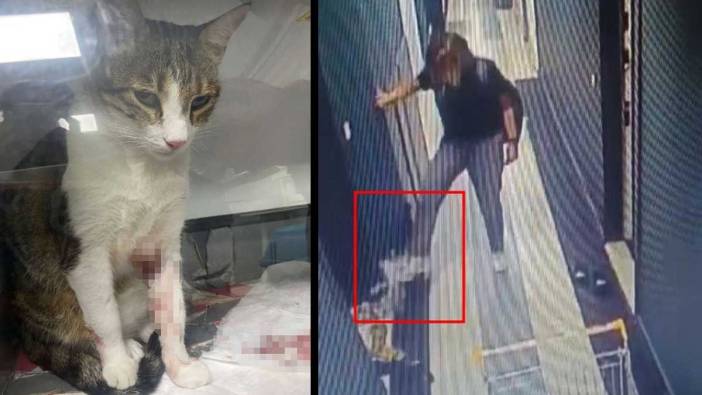 Kedi Şirine'yi tekmeleyip atan akademisyene hapis cezası