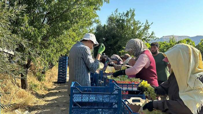 Manisa'da hasadı başladı. Kilosu 35 ile 50 TL arasında