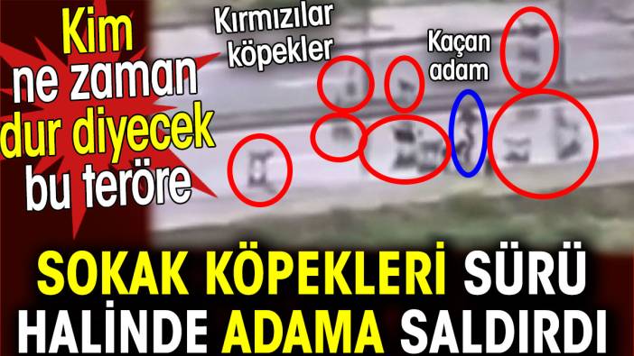 Sokak köpekleri sürü halinde adama saldırdı. Kim ne zaman dur diyecek bu teröre