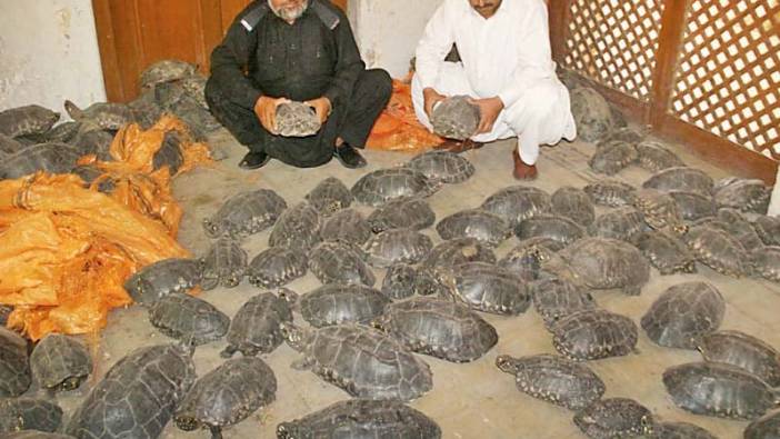 Yüzlerce kaplumbağa kurtarıldı