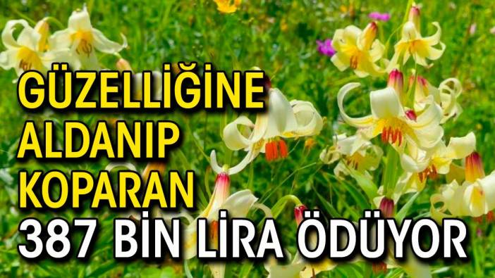 Güzelliğine aldanıp koparan 387 bin lira ceza ödüyor