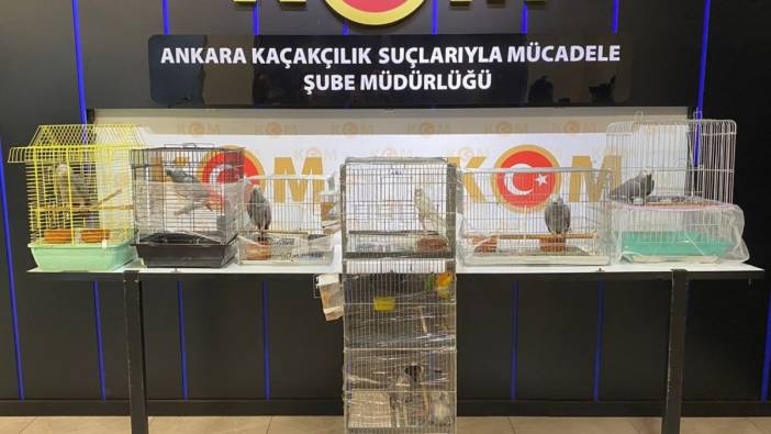 Ankara'da yasadışı papağan operasyonu