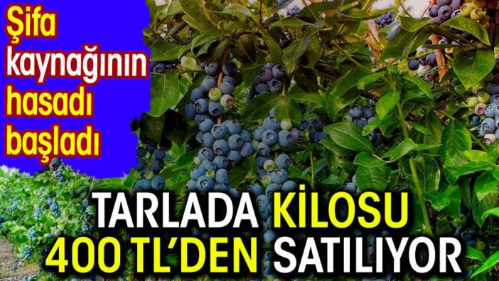 Tarlada kilosu 400 TL'den satılıyor. Şifa kaynağının hasadı başladı