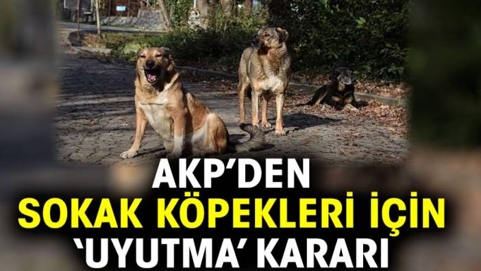 AKP’den sokak köpekleri için ‘uyutma’ kararı