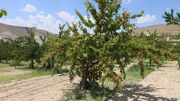 Altın sarısında hasat başladı