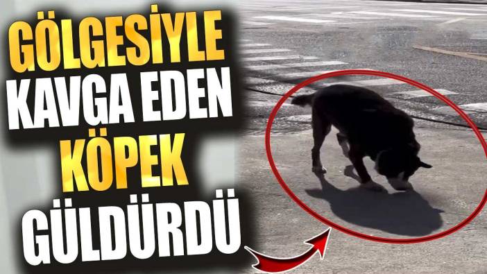 Gölgesiyle kavga eden köpek güldürdü