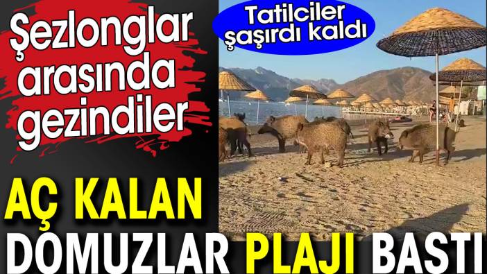 Domuzlar aç kalınca plajı bastı. Şezlonglar arasında gezindiler