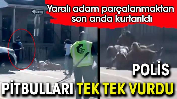 Polis pitbullları tek tek vurdu. Yaralı adam parçalanmaktan son anda kurtarıldı