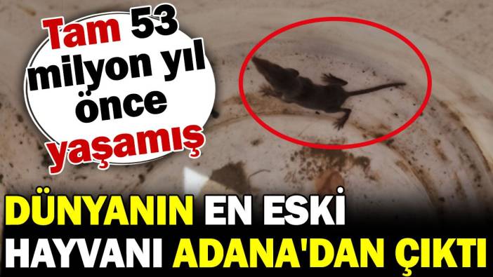 Dünyanın en eski hayvanı Adana'dan çıktı! Tam 53 milyon yıl önce yaşamış