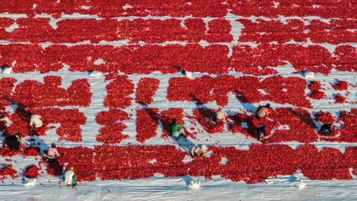 Türkiye’nin kuru domates ihracatı arttı