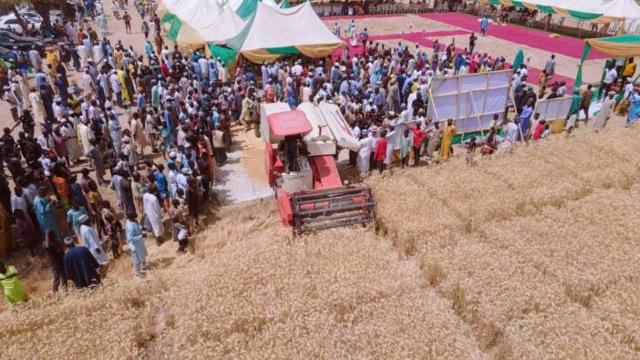 Nijerya 800.000 ton buğday üretmek için seferber oldu