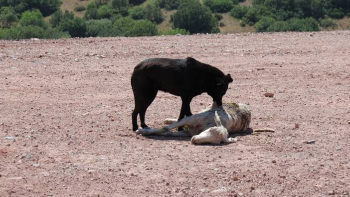 Köpekler koyunları parçaladı