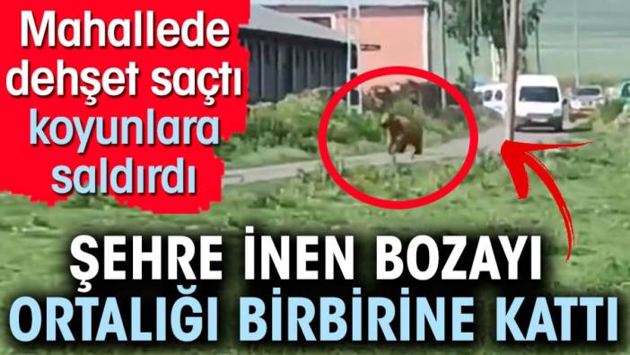 Şehre inen bozayı mahallede dehşet saçtı. Koyunlara saldırdı