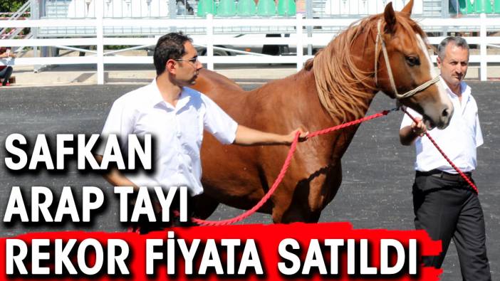 Safkan Arap tayı rekor fiyata satıldı