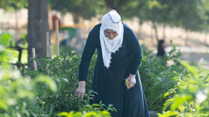 İzmir’de hasat başladı.137 kadın tarafından yetiştiriliyor