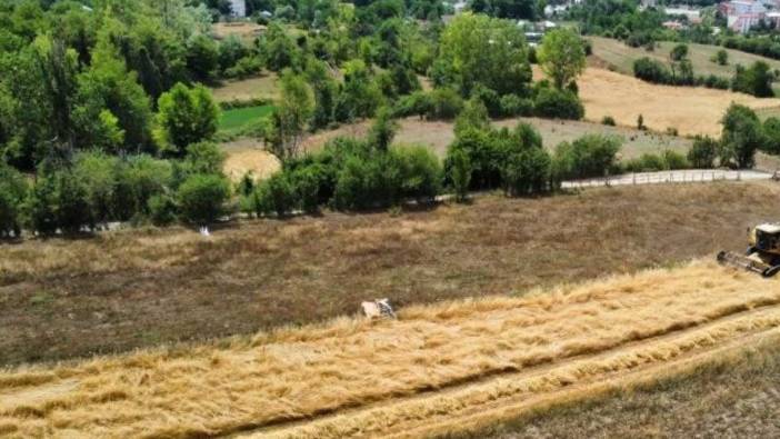 Kastamonu'da hasat başladı. Kar suyu ile beslendi