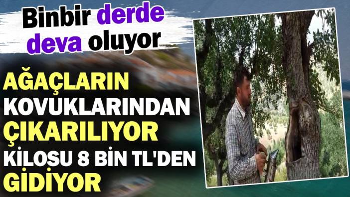 Ağaçların kovuklarından çıkarılıyor kilosu 8 bin TL'den gidiyor! Binbir derde deva