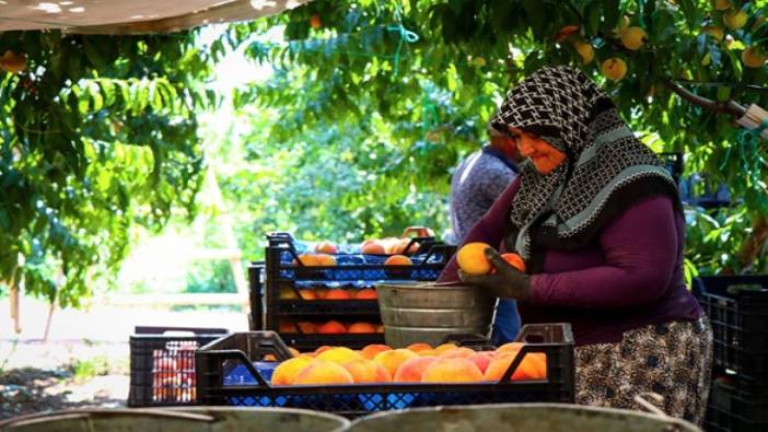 Bursa şeftalisi artık Avrupa sofralarında