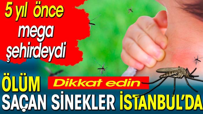 Ölüm saçan sinekler İstanbul’da. 5 yıl önce mega şehirdeydi