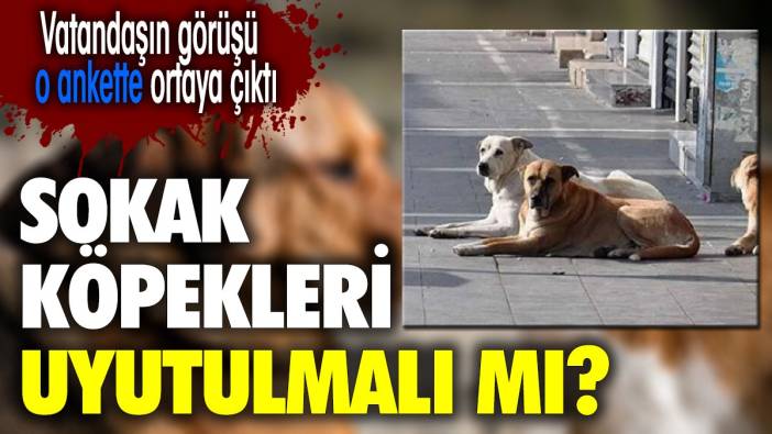 Sokak köpekleri uyutulmalı mı? Vatandaşın görüşü o ankette ortaya çıktı