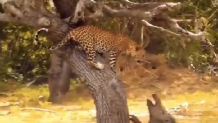 Leoparın domuz sürüsünden intikamı. Bir anlık hamleyle avını kaptı