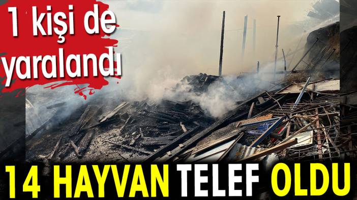 14 hayvan telef oldu. 1 kişi de yaralandı