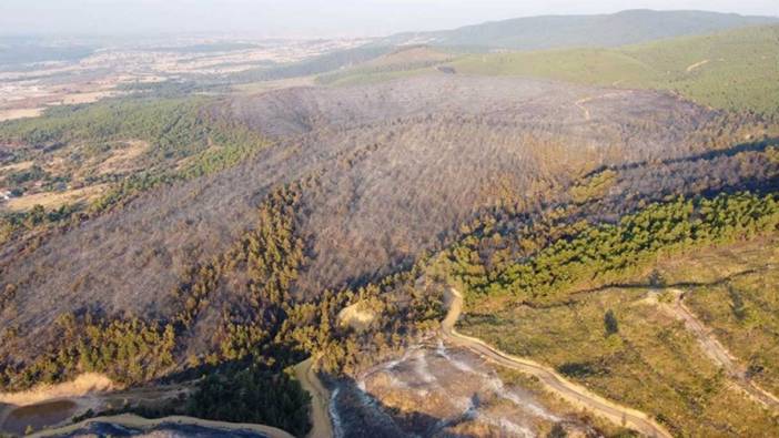 Uşak'taki orman yangını kontrol altında