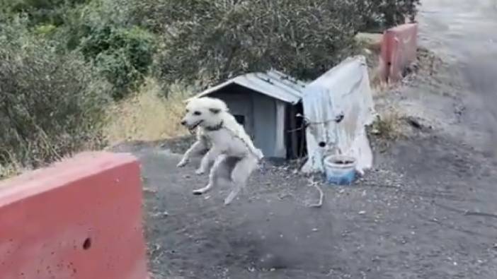 Ayran görünce mutluluktan uçan köpek