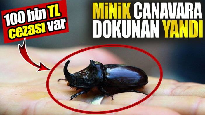 Minik canavara dokunan yandı! 100 bin TL cezası var