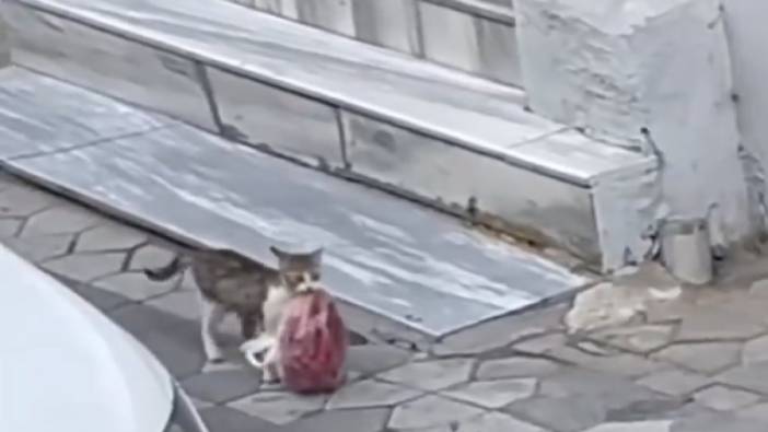 Çöpten bulduğu boyu kadar poşeti yavrularına götürmeye çalışan kedi