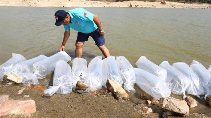 Muğla'da 370 bin tanesi sulara bırakıldı