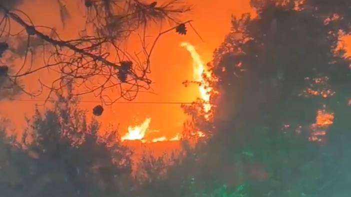 Şanlıurfa’da korkutan orman yangını